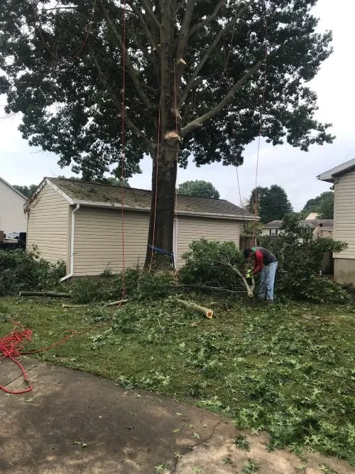 Local lawn mowing service near you across Winchester, VA - Javier Tree Company