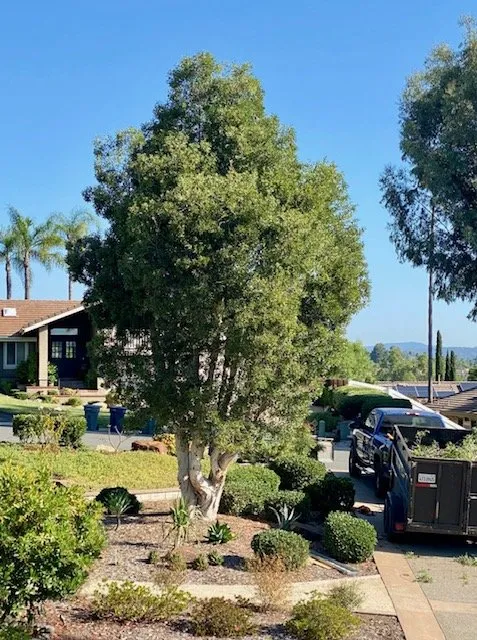 Affordable garden landscaping in San Marcos, CA by Javier Tree Services & Landscaping