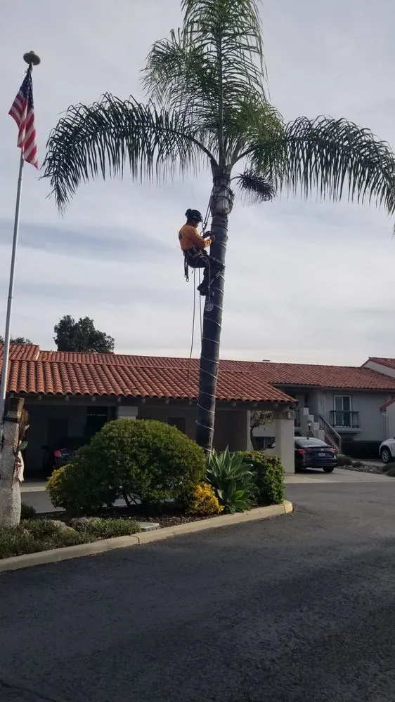 Top-rated lawn mowing service for homes in San Marcos, CA by Javier Tree Services & Landscaping