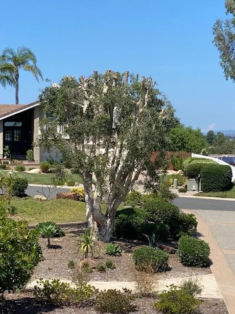 Custom landscape installation in San Marcos, CA by Javier Tree Services & Landscaping