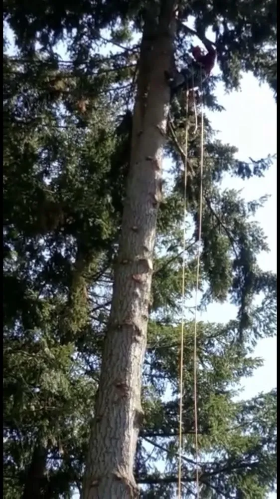 Affordable lawn mowing service in University Place, WA by Javier Tree Services & Landscaping