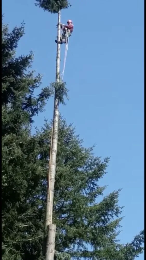 Trusted yard cleanup service in University Place, WA by Javier Tree Services & Landscaping