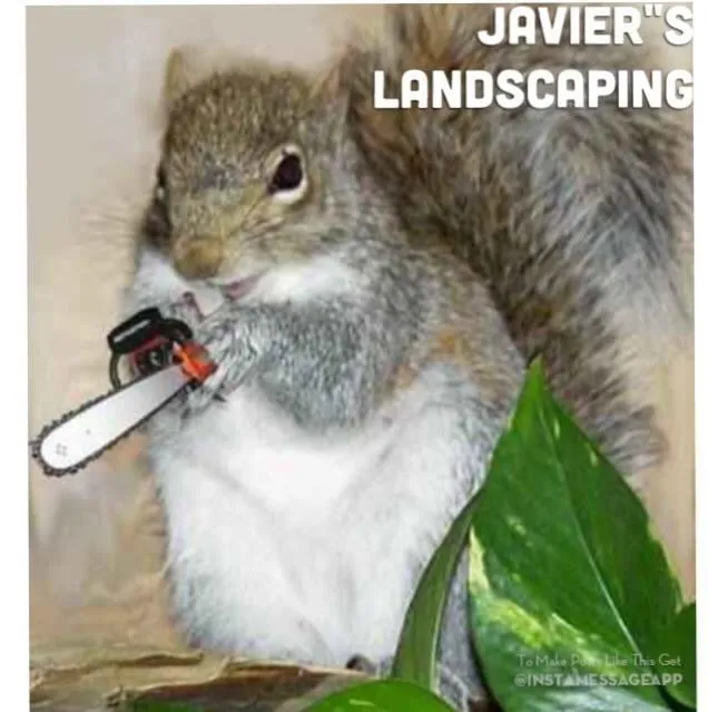 Custom yard cleanup service in University Place, WA - Javier Tree Services & Landscaping