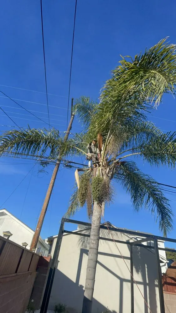 Reliable residential landscaping with custom design in Huntington Beach, CA by Javier’s landscape