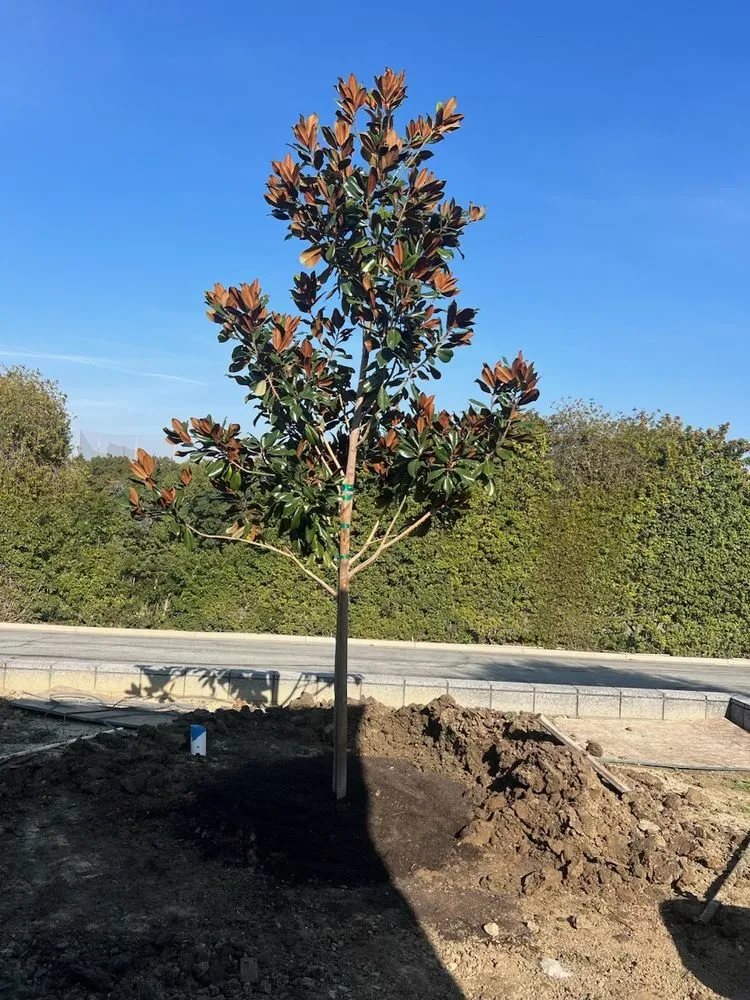 Trusted residential landscaping experts serving Huntington Beach, CA - Javier’s landscape