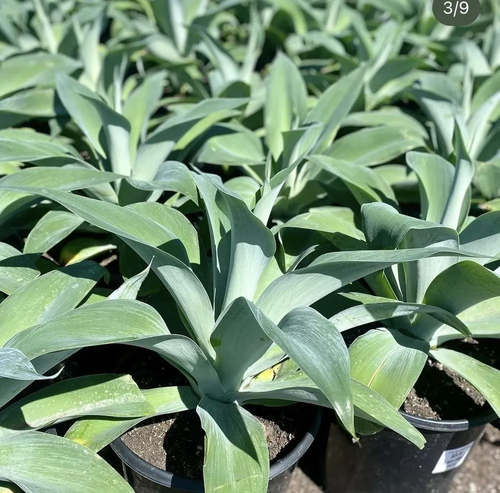 Professional lawn care service for homes across Huntington Beach, CA - Javier’s landscape