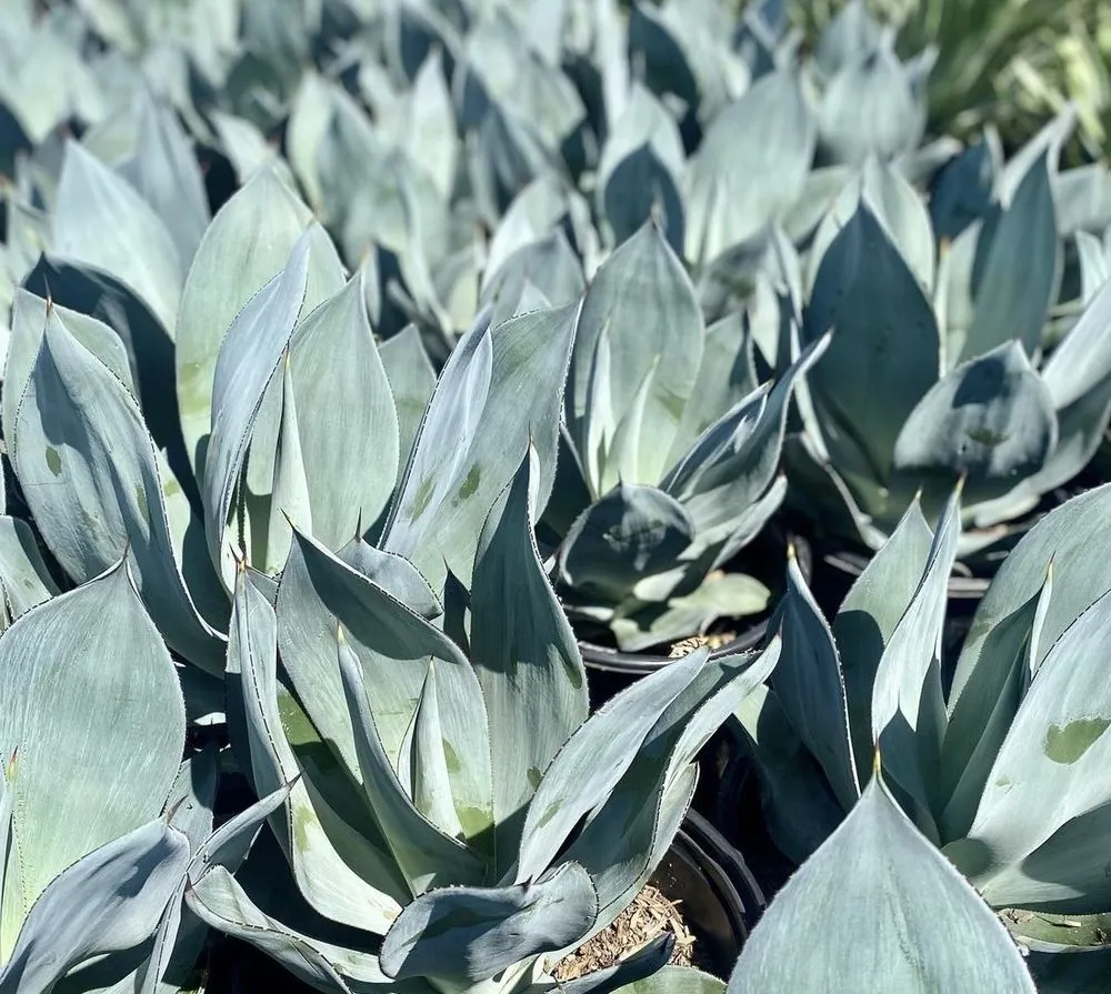 Reliable garden landscaping in Huntington Beach, CA by Javier’s landscape