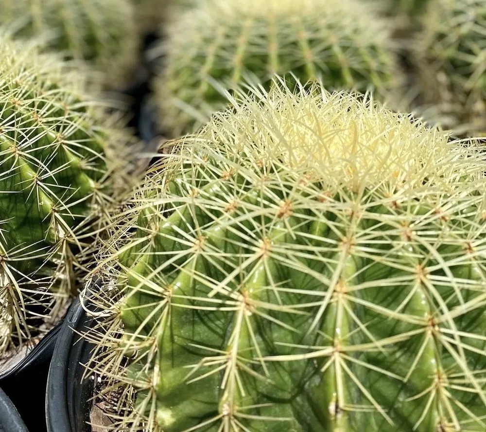 Local garden landscaping in Huntington Beach, CA by Javier’s landscape