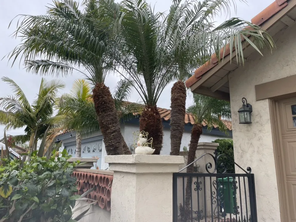 Top-rated outdoor landscaping experts serving Vista, CA - Javier’s Landscaping & Junk Removal