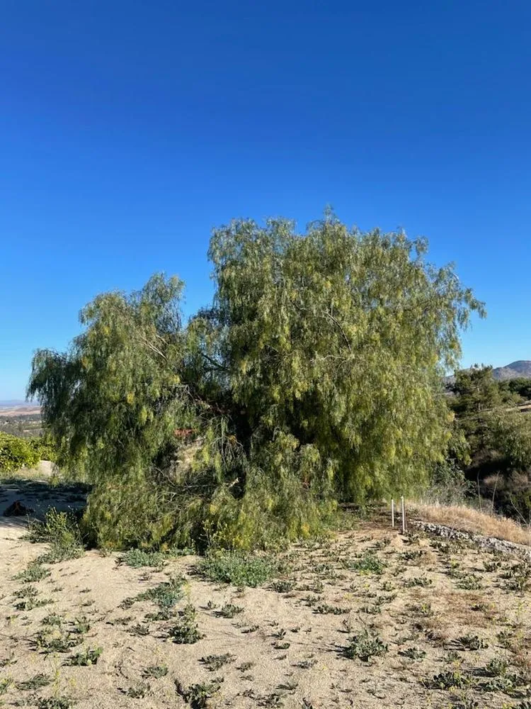 Local landscape installation experts serving Vista, CA - Javier’s Landscaping & Junk Removal