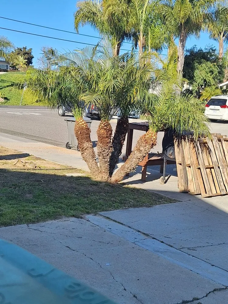 Top-rated yard maintenance experts serving Vista, CA - Javier’s Landscaping & Junk Removal