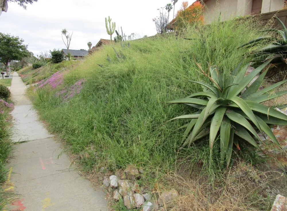 Trusted yard cleanup service for beautiful yards in Vista, CA by Javier’s Landscaping & Junk Removal