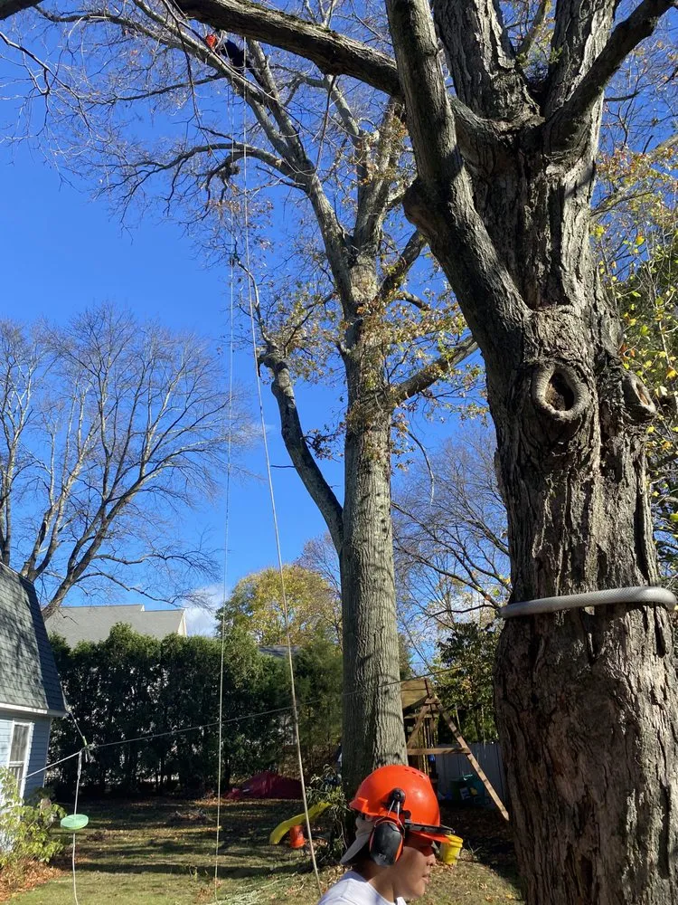 Top-rated landscaping services in Lynn, MA by Javier’s Landscaping & Tree Services