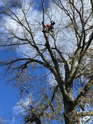 Javier’s Landscaping & Tree Services Logo