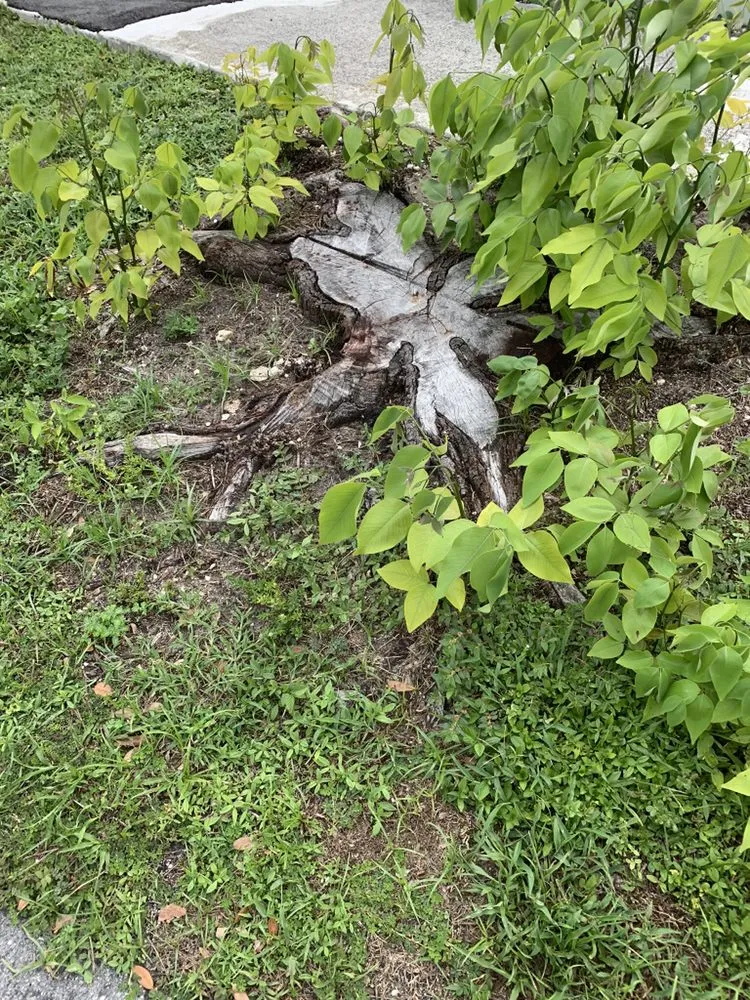 Professional yard maintenance experts serving Pembroke Pines, FL - Javves Tree and Maintenance Services