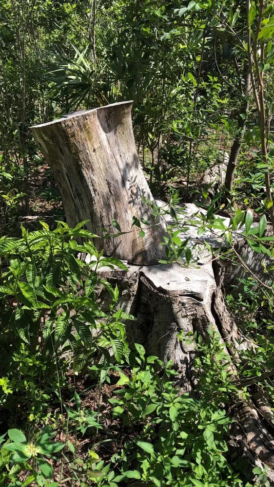 Expert lawn mowing service near you in Pembroke Pines, FL by Javves Tree and Maintenance Services