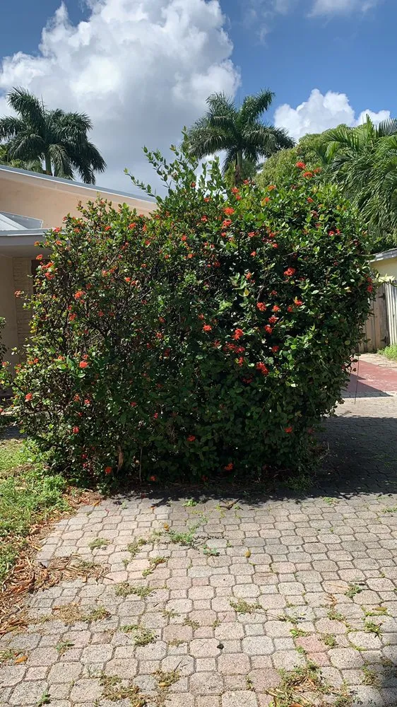 Reliable garden landscaping in Pembroke Pines, FL by Javves Tree and Maintenance Services