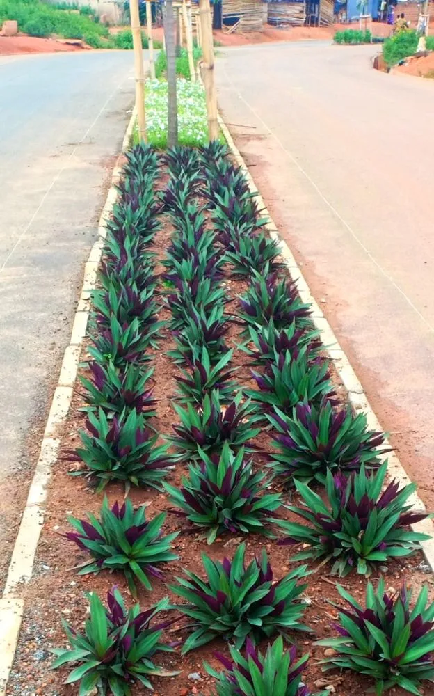 Professional yard cleanup service experts serving Alexandria, VA - Jawad Service