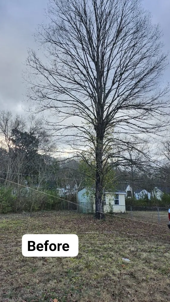 Reliable lawn care service in Ringgold, GA - Jax Bobcat Works And Tree Removal