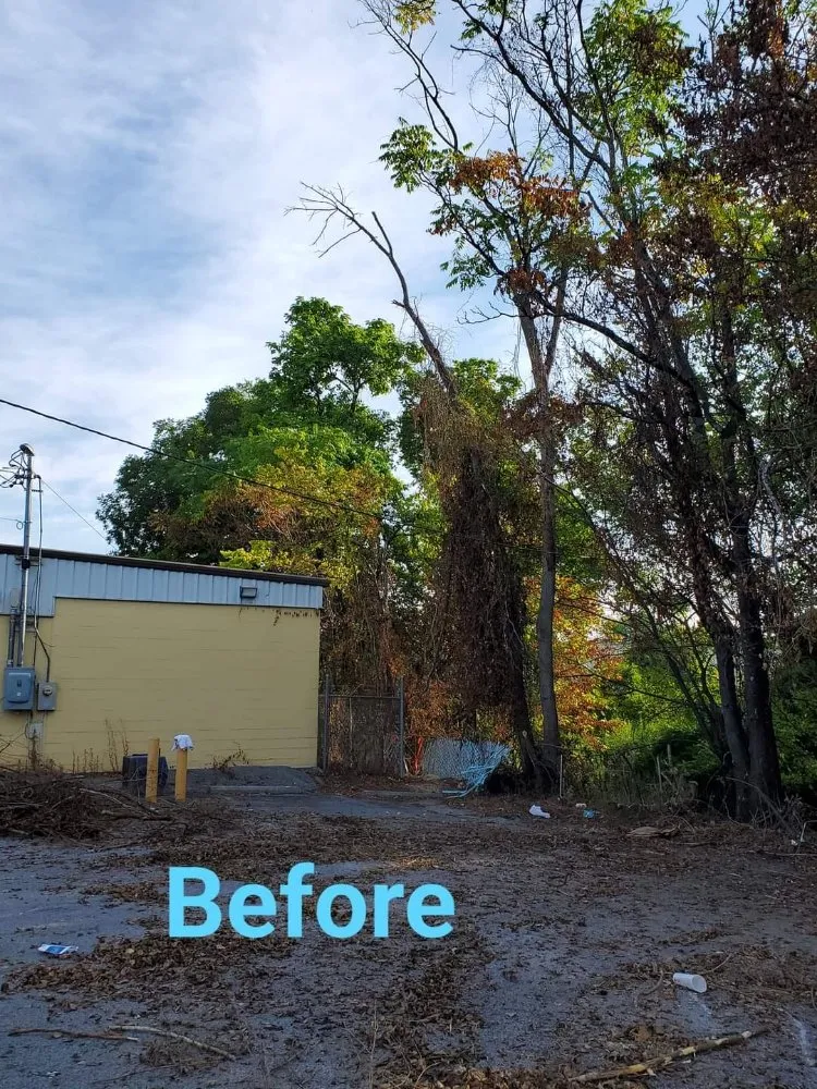 Custom yard cleanup service experts serving Ringgold, GA - Jax Bobcat Works And Tree Removal