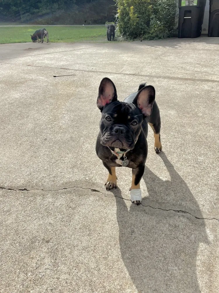 Trusted landscape design in Anderson, SC by Jax Lawn Service