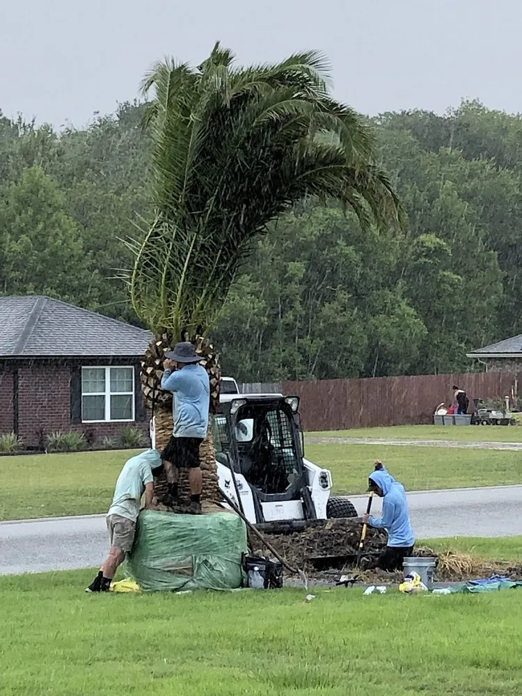 Affordable outdoor landscaping in Jacksonville, FL - Jax Palm Trees