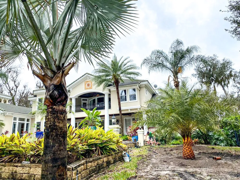 Custom landscape installation experts serving Jacksonville, FL - Jax Palm Trees