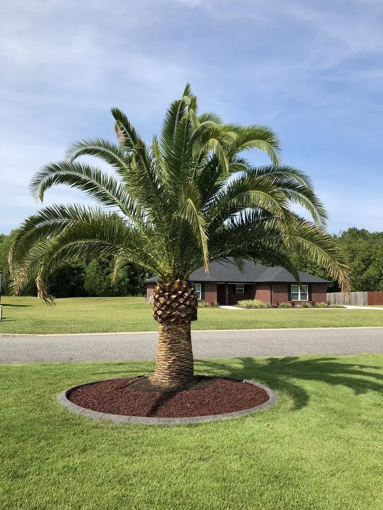 Local yard maintenance experts serving Jacksonville, FL - Jax Palm Trees