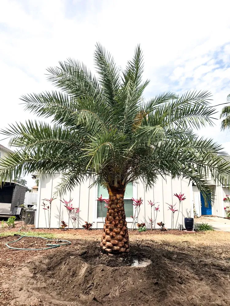 Top-rated lawn care service experts serving Jacksonville, FL - Jax Palm Trees