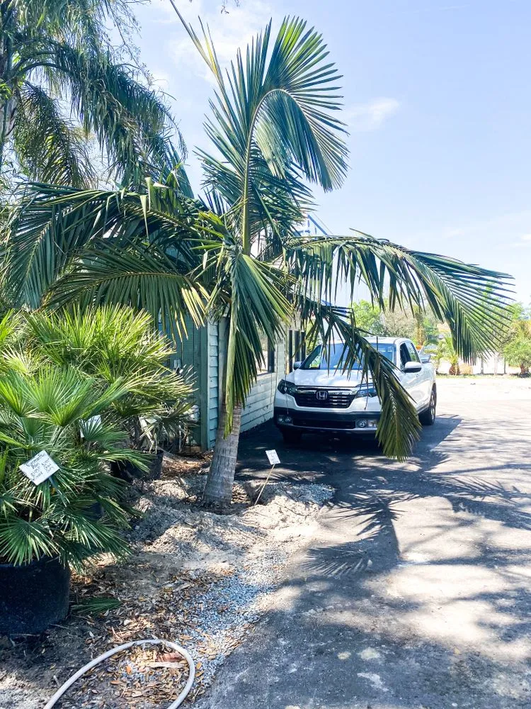 Trusted landscape installation in Jacksonville, FL - Jax Palm Trees