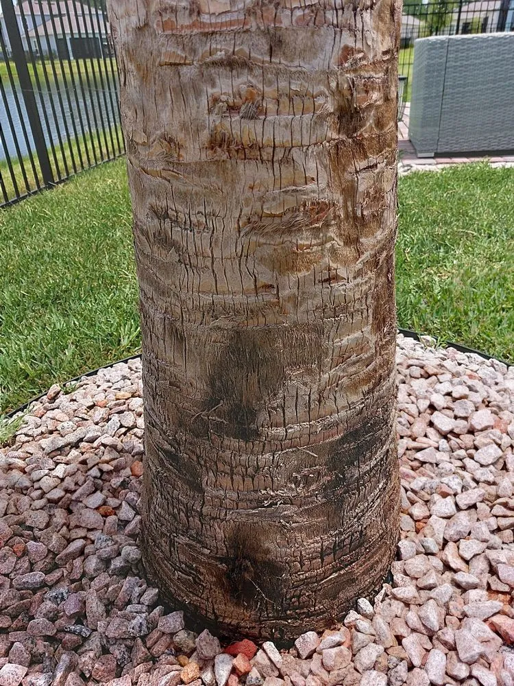 Expert residential landscaping experts serving Jacksonville, FL - Jax Palm Trees