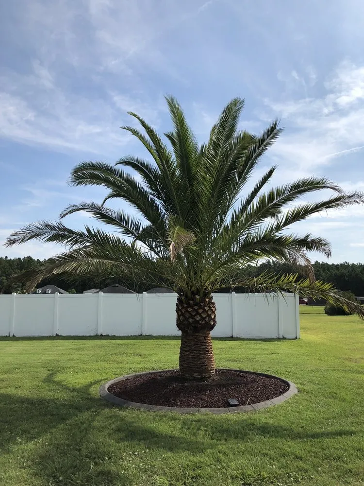 Reliable yard cleanup service experts serving Jacksonville, FL - Jax Palm Trees