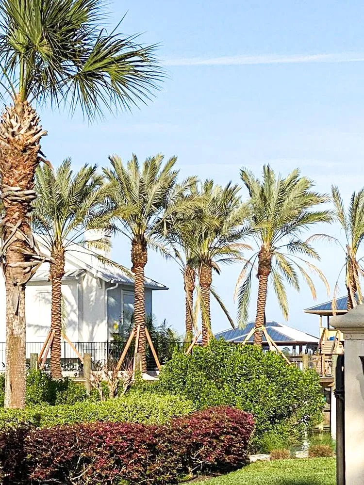 Affordable yard maintenance in Jacksonville, FL - Jax Palm Trees