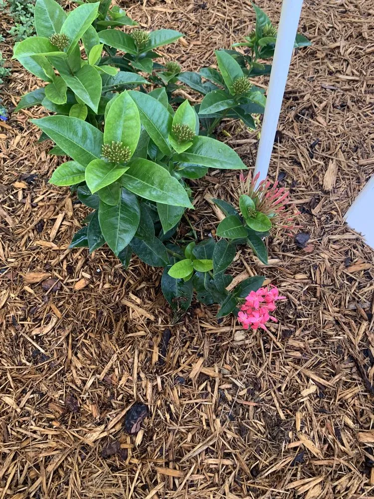 Trusted yard maintenance experts serving Dade City, FL - JAX Property Management & Maintenance