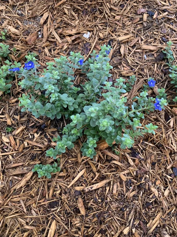 Trusted outdoor landscaping with custom design in Dade City, FL by JAX Property Management & Maintenance