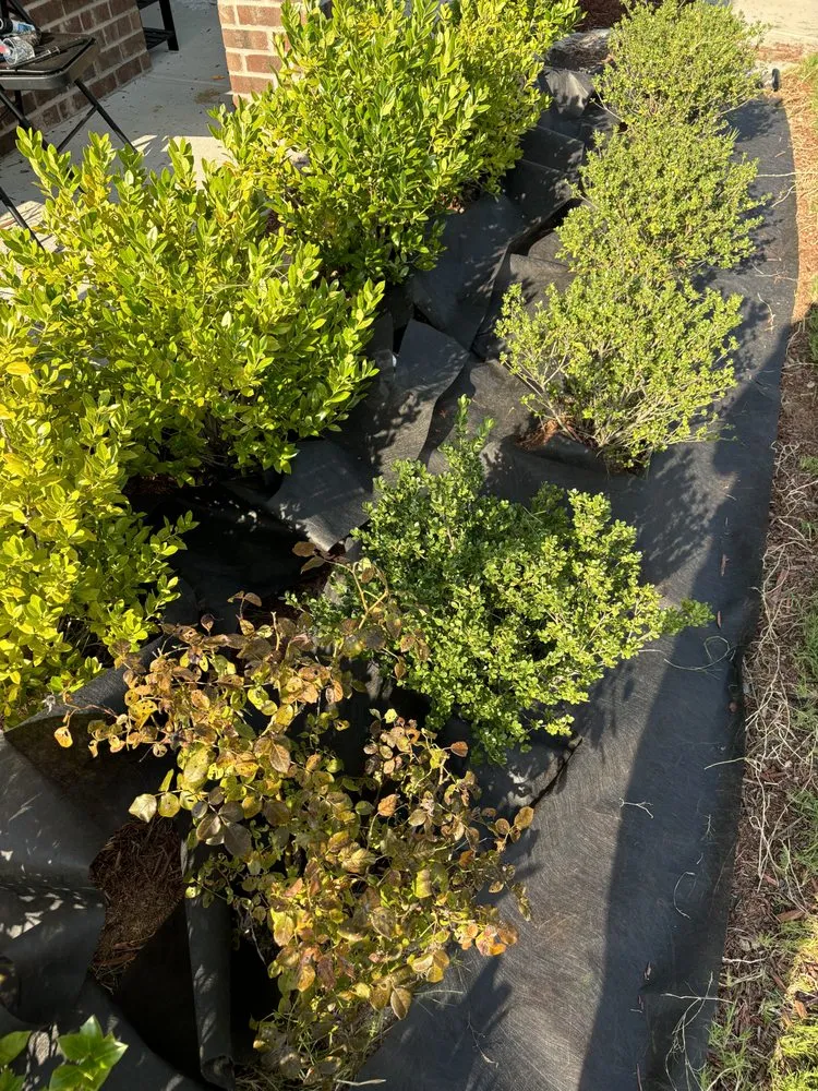 Top-rated yard maintenance experts serving Mooresville, NC - Jax’s Lawn Care