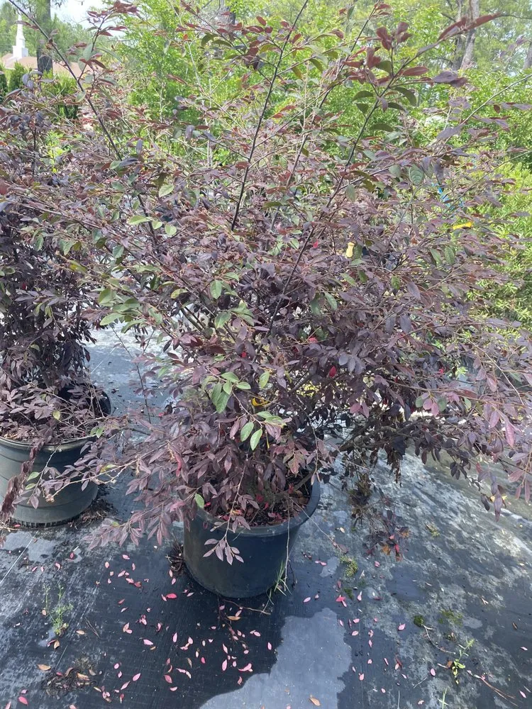 Reliable residential landscaping experts serving Shallotte, NC - Jay & J Landscape