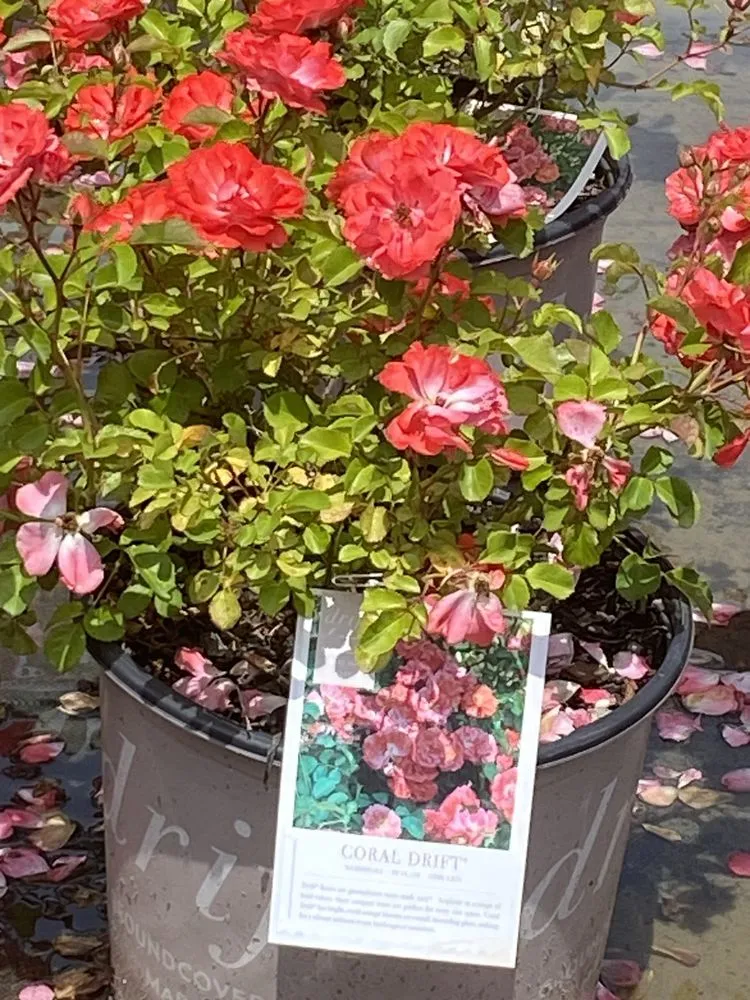 Expert landscape installation experts serving Shallotte, NC - Jay & J Landscape