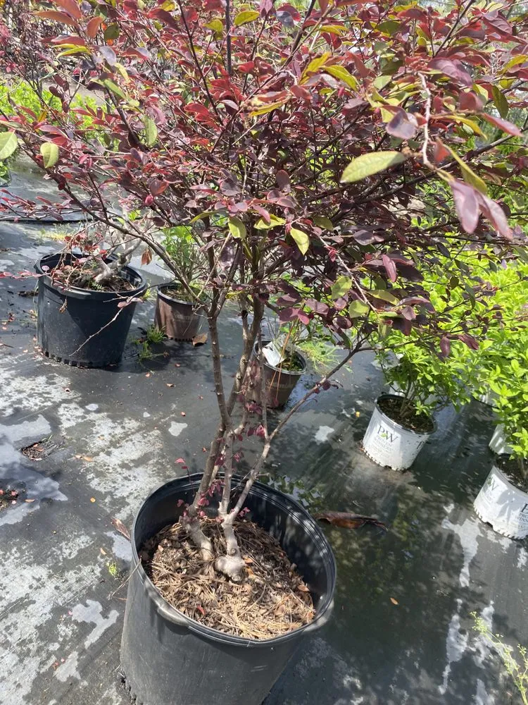 Trusted lawn care service near you in Shallotte, NC by Jay & J Landscape