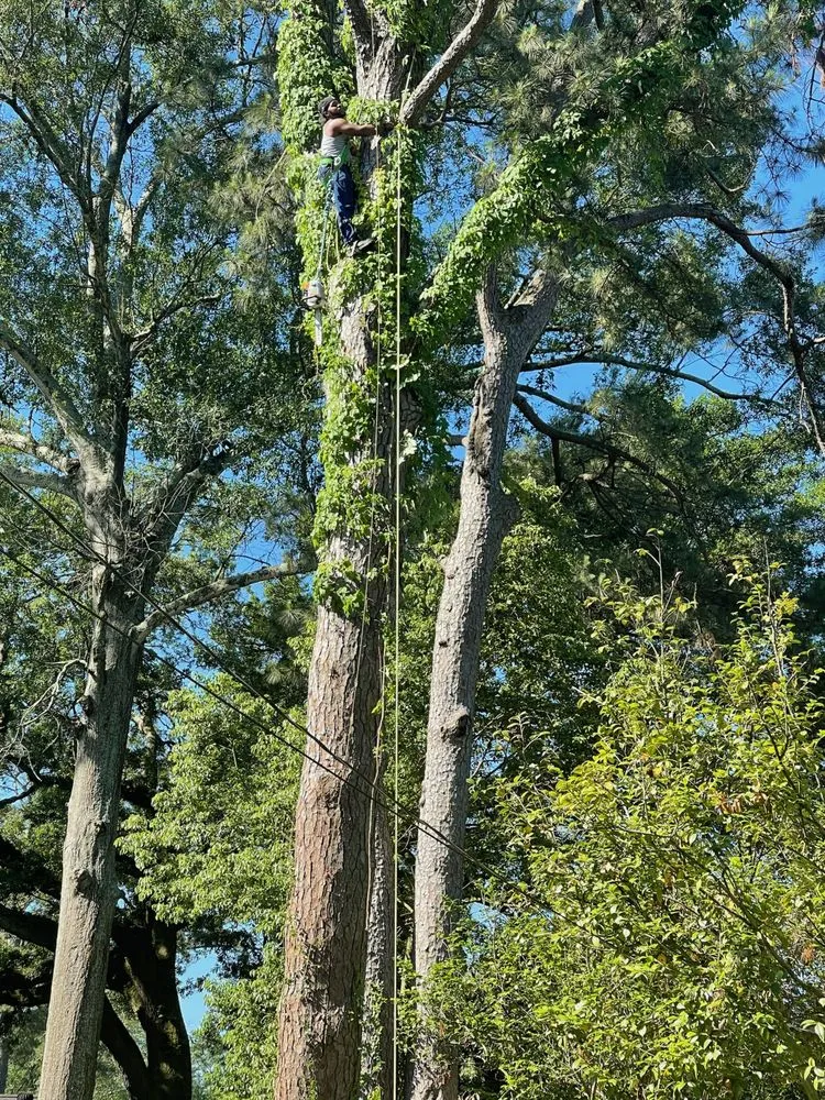 Custom landscape design in Baton Rouge, LA - Jay-Starr Tree & Landscaping