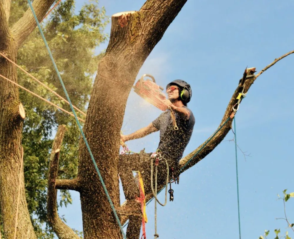 Custom yard cleanup service for homes across Knightdale, NC - JayBird Tree Service