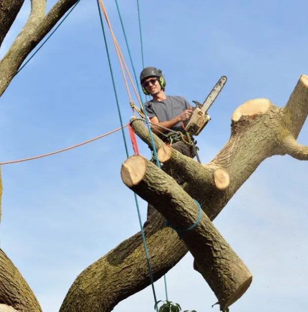 Local yard maintenance near you across Knightdale, NC - JayBird Tree Service