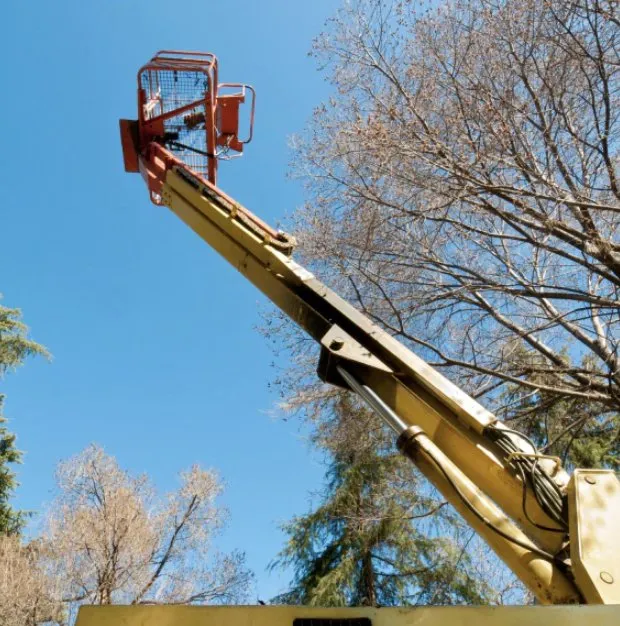 Professional yard cleanup service in Knightdale, NC by JayBird Tree Service