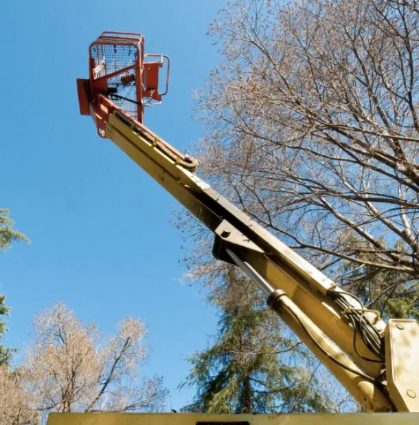 Expert landscape installation for beautiful yards across Knightdale, NC - JayBird Tree Service