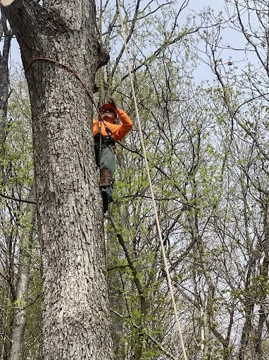 Trusted yard maintenance for residential properties in Knightdale, NC by JayBird Tree Service