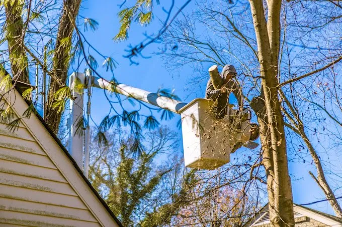 Trusted yard maintenance in Knightdale, NC by JayBird Tree Service