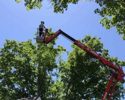 JayBird Tree Service