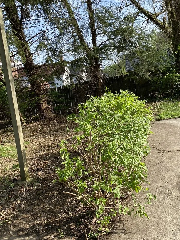 Custom yard maintenance in Cincinnati, OH - Jays Clean Cut