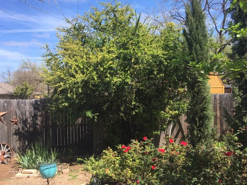 Professional landscape installation in San Angelo, TX - Jay's Clean Cut Lawn Care