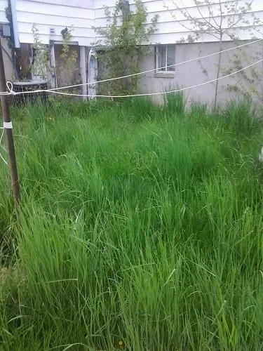 Professional landscape design experts serving Glenn Dale, MD - Jay's Curb Appeal, LLC